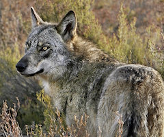 La Junta de CyL defiende la caza del lobo como un recurso natural para el medio rural